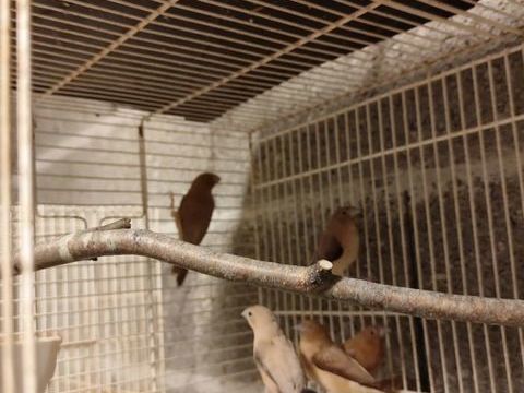 Bec d'argent 5 01090 Montmerle-sur-sane