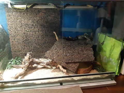 Serpents couleuvres asiatique Taeniura 250 86530 Cenon-sur-vienne