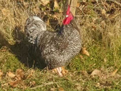 poulettes et coqs de race : coucou de rennes 15 56130 Nivillac