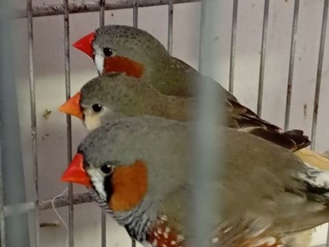 Oiseaux mandarins 12 64230 Mazerolles