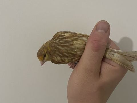 Canaris , mal et femelles 25 62590 Oignies