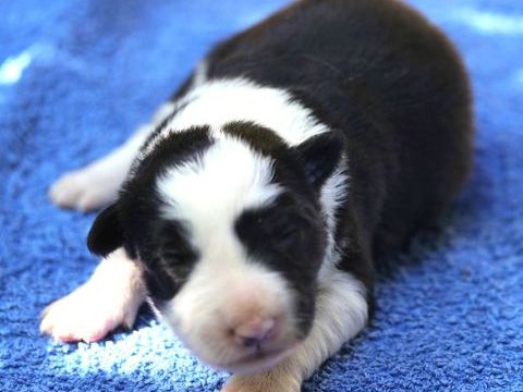 AV Chiots Border Collie LOF 1000 86000 Poitiers