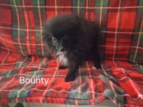 chiot spitz allemand 750 16500 Manot