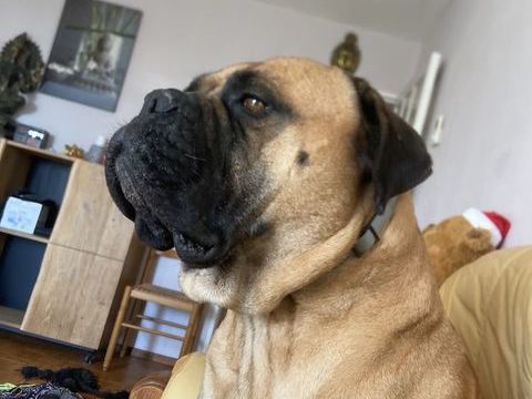 A r&eacute;serve chiots   Type bullmastiff  seront tres Costo.  9 0 13800 Istres