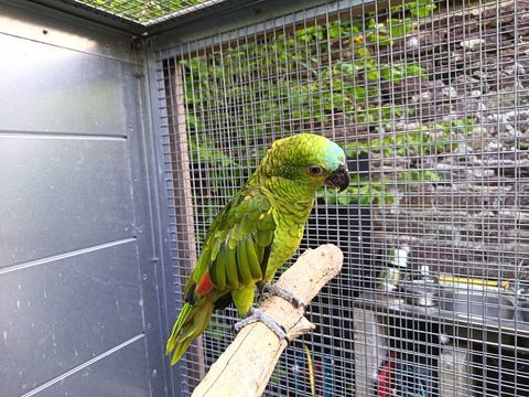 Amazone &agrave; front bleu apprivois&eacute;, femelle EAM 2024 790 35000 Rennes