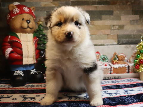 CHIOTS BERGER AUSTRALIEN À RÉSERVER ! 1100 71110 Cron