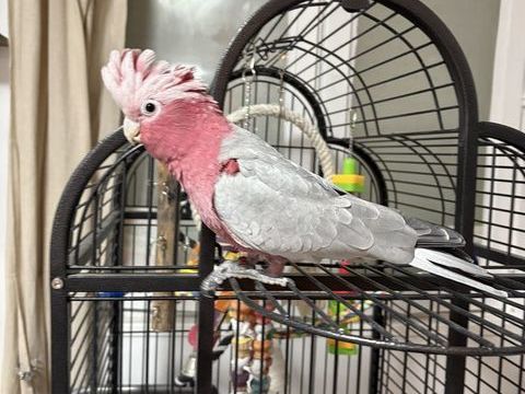 Cacatoès rosalbin 1400 77610 Fontenay-trsigny