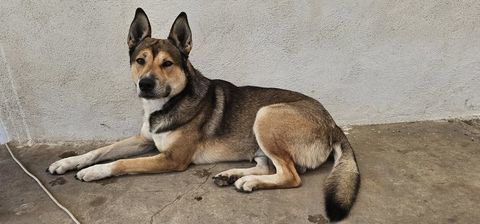 Chien VALO &agrave; l adoption 300 26260 Marg�s