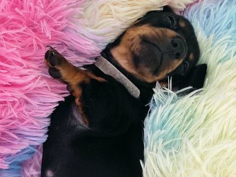 TECKEL NAIN POIL RAS LOF 2100 31560 Calmont