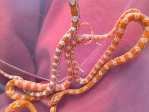 &Eacute;laphe guttata 55 17300 Rochefort