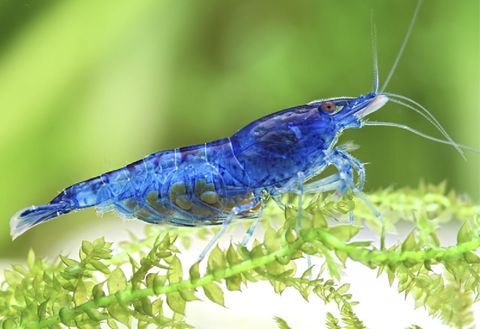 Crevettes bleues 25 44640 Le pellerin