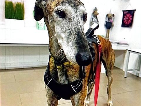 MAGICO&#128153; 7 ans et toujours un vrai enchantement ! 315 24140 Douville