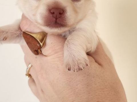 Pomsky/chihuahua 900 06670 Castagniers