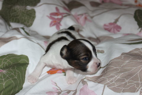 A r&eacute;server 900 72370 Ardenay-sur-m�rize