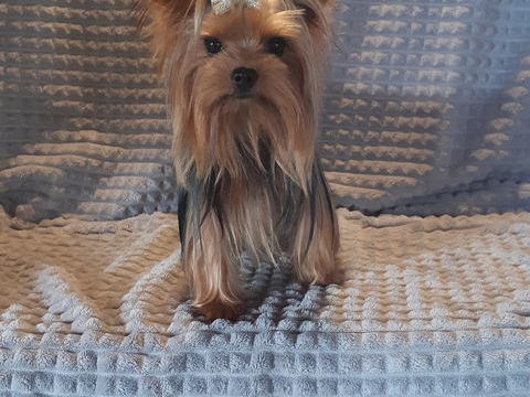 Petit mâle Yorkshire disponible pour saillie 250 59143 Watten