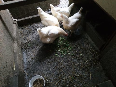 Poules pondeuses 20 67160 Schleithal