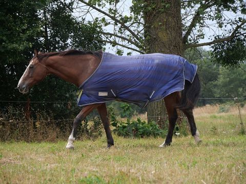 donne cheval 0 35290 Saint-m�en-le-grand