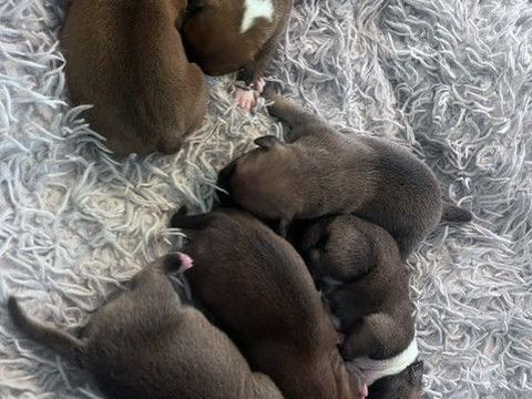 Chiots staffordshire bull terrier 1400 45210 Griselles