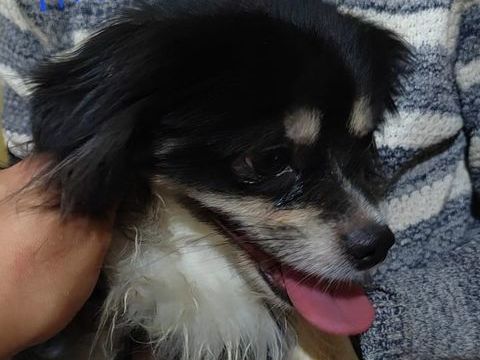 ANGELO MÂLE NON CASTRÉ 4 ANS A SAUVER D'ÉGYPTE ADOPTION SEULEMENT 0 75018 Paris