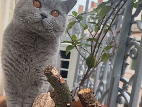 Chat British shorthair 250 34000 Montpellier