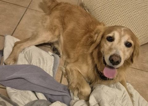 JACOT, golden retriever, 11 ans  0 34500 Bziers