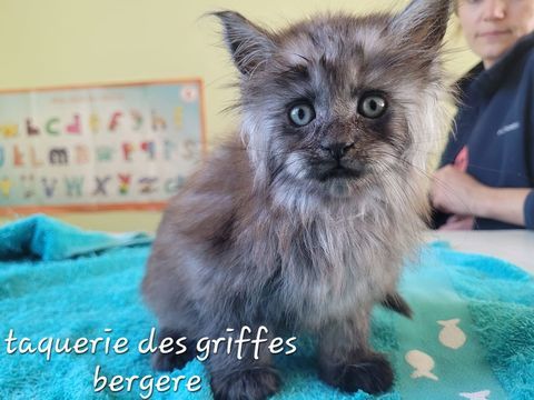 Maine coon 1600 85440 Avrill�