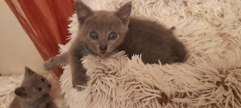 chatons bleu russe LOOF 1400 31000 Toulouse