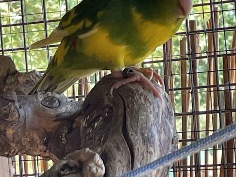 Kakariki 50 83600 Fr�jus