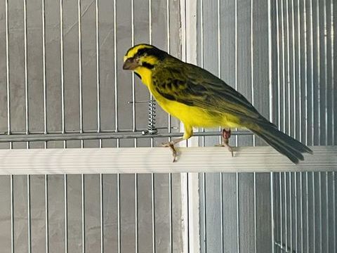 Très Beaux Serin Du Mozambique Adultes Bagués 2024 100 94450 Limeil-brvannes