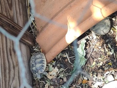 Tortues juv&eacute;niles de 2024 / Possibilit&eacute; d'en avoir + ag&eacute;es 40 34690 Fabr�gues