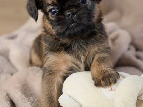 Griffon bruxellois LOF 1800 58000 Nevers