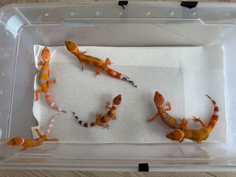 Geckos léopards juvéniles 1 38000 Grenoble