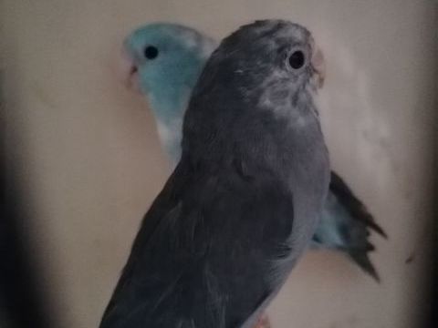 TOUI CELESTE 0 62390 Auxi-le-chteau