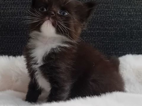 Bebe Maine Coon &agrave; r&eacute;server 1000 89330 Verlin
