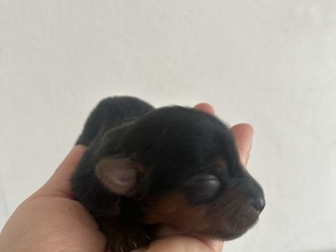 Yorkshire terrier 1100 85220 La chapelle-hermier