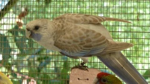 Perruche de Pennant 80 67500 Weitbruch