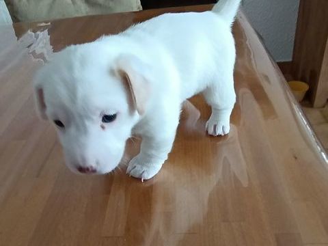 Chiot Jack Russell mâle 0 66000 Perpignan