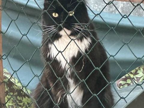 Maine Coon 750 53240 Saint-jean-sur-mayenne