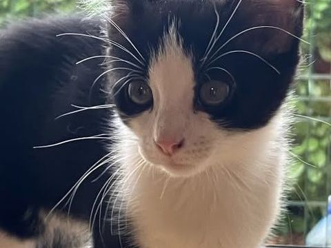 Chat AMANDINE à l adoption 110 26000 Valence