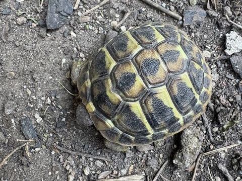 Tortues juv&eacute;niles 0 83160 La valette-du-var