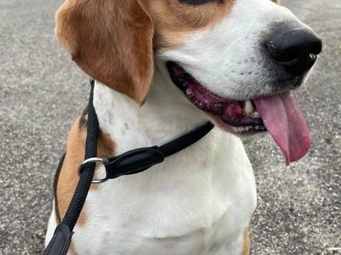 donne beagle m&acirc;le LOF 0 84700 Sorgues