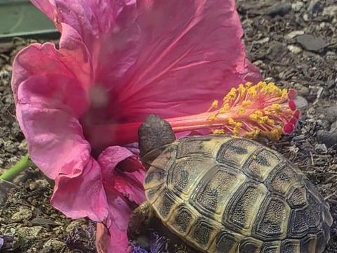 Tortue femelle 100 34710 Lespignan