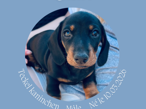 Chiot Teckel Disponible
Super caract&egrave;re, Vaccin, passeport,  1500 83380 Les issambres