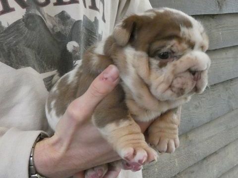 Chiot bulldog anglais exotique 2500 35600 Redon