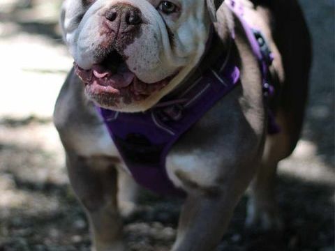 Old english bulldog 300 89260 Perceneige