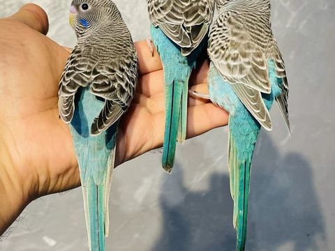 Tr&egrave;s Belles S&eacute;lections de Perruches Ondul&eacute;es EPP Adultes 25 94450 Limeil-br�vannes