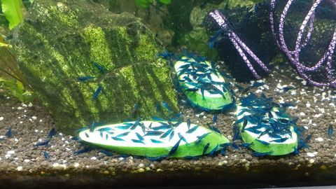 Crevettes Blue Velvet 1 57470 Hombourg-haut