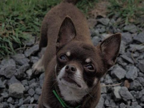 Vente petit père âgé de 5 ans
600 44530 Svrac