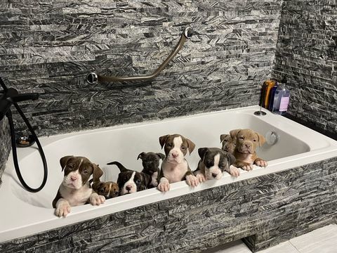 American bully xl 850 03200 Vichy