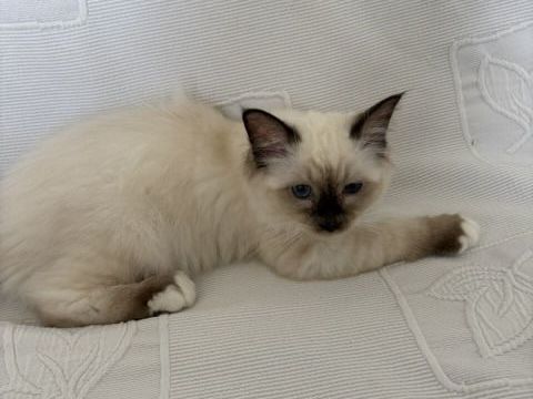 Les chatons Sacr&eacute; de Birmanie 900 75015 Paris